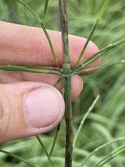 Equisetum palustre