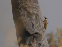 Chloropicus namaquus