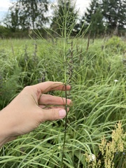 Equisetum palustre