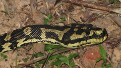 Morelia spilota