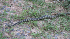 Morelia spilota