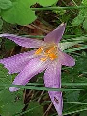 Colchicum lusitanum