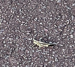 Aiolopus thalassinus tamulus