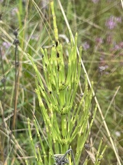 Equisetum palustre