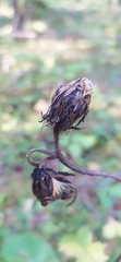 Crepis sibirica