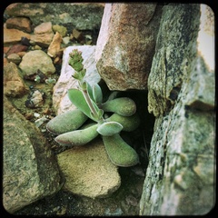 Crassula cotyledonis