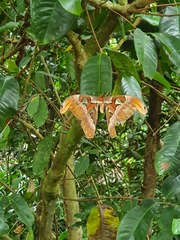Attacus atlas