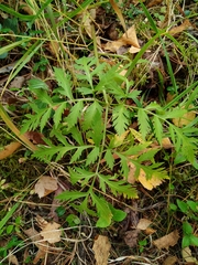 Pleurospermum uralense