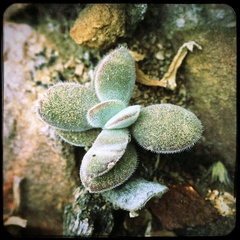 Crassula cotyledonis