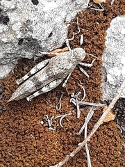 Oedipoda germanica