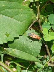 Dysdercus cingulatus