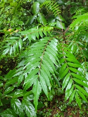 Rhus glabra