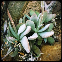 Crassula cotyledonis