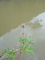 Brachythemis contaminata