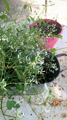 Euphorbia graminea