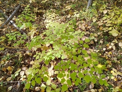Thalictrum minus