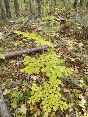 Thalictrum minus