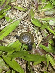 Macrochlamys nitidissima