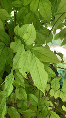 Wisteria sinensis