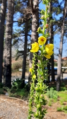 Verbascum virgatum