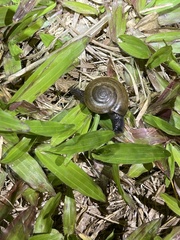 Macrochlamys nitidissima