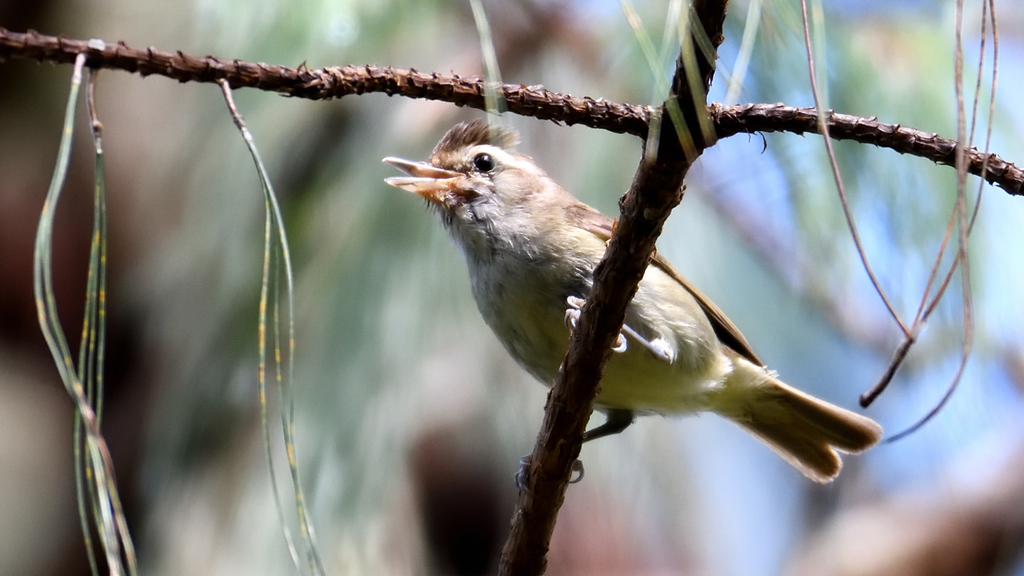 Verderón Montañero, Vireo leucophrys