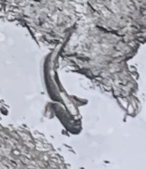 Periophthalmodon schlosseri