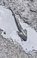 Periophthalmodon schlosseri