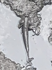 Periophthalmodon schlosseri