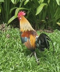 Gallus gallus