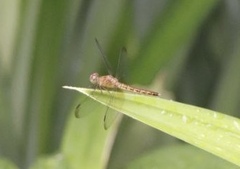 Neurothemis fluctuans