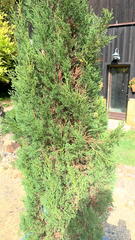 Cupressus sempervirens