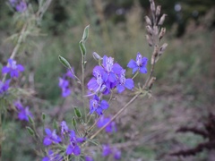 Delphinium ajacis