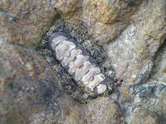 Acanthopleura gemmata