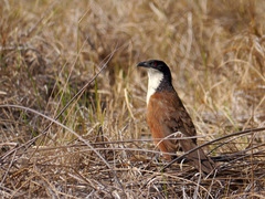 Centropus senegalensis