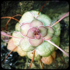 Crassula orbicularis