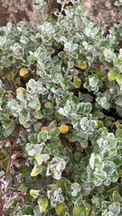 Helichrysum petiolare