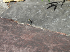 Cosmodela batesi