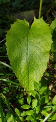Crepis sibirica