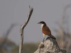 Centropus senegalensis