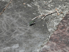 Cosmodela batesi