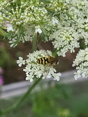 Syrphus