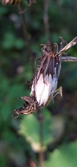 Crepis sibirica