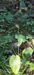 Crepis sibirica