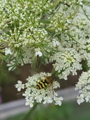 Syrphus