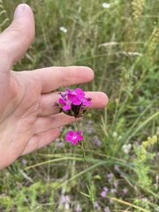 Dianthus borbasii