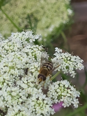 Syrphus