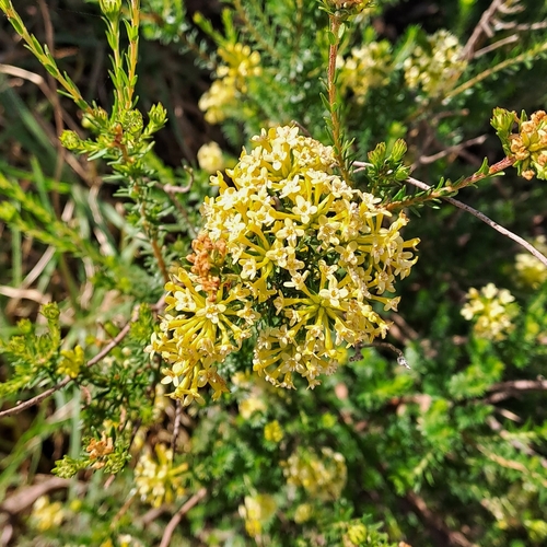 Image of Gnidia squarrosa by no rights reserved