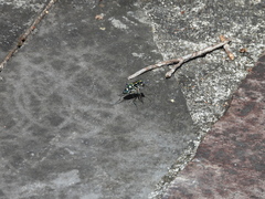 Cosmodela batesi