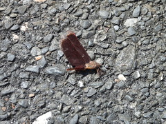 Neurothemis taiwanensis